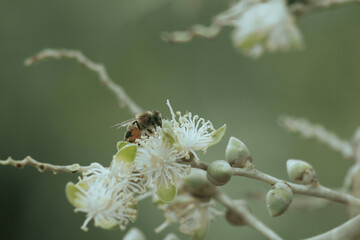 Bee, Abeja
