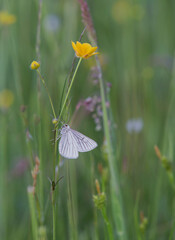 papillon et bouton d'or 