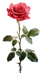 Obraz premium A vivid pink rose stands tall with detailed petals, surrounded by lush green leaves and a thorny stem. The white background accentuates the flower's vibrant colors.