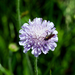 (Empis tessellata) Empis marqueté, une grande mouche au corps brun-gris, abdomen fin et allongé, thorax strié de gris et ailes fumées et transparente
