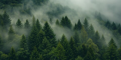 A dense forest with a thick fog covering the trees