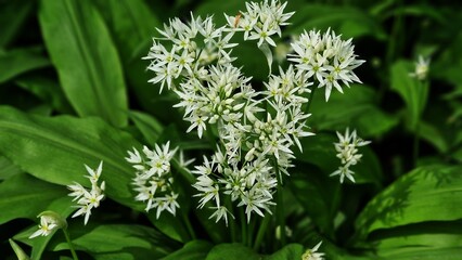 Blooming Allium ursinum, commonly known as wild garlic, growing in the garden.