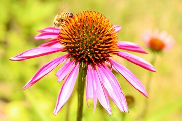 bee on a flower
