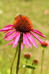 Bee on a Coneflower 