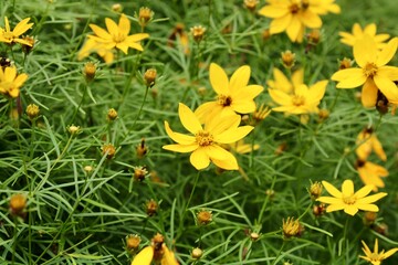 yellow flowers in the garden