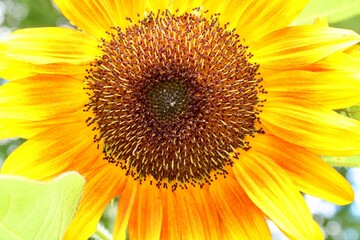 Obraz premium sunflower close up
