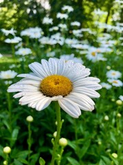 Daisies in the garden 