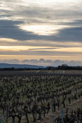 Fototapeta premium animaux