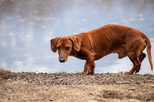chien