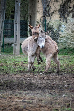 animal du zoo