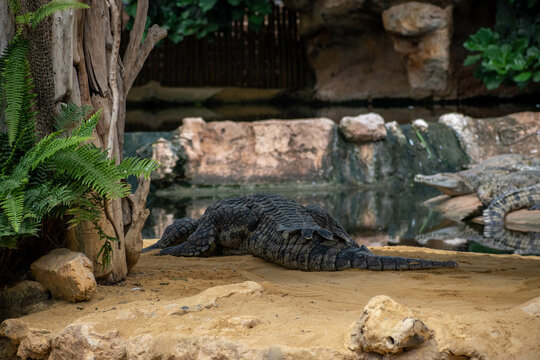 animal du zoo