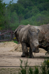 Fototapeta premium animaux