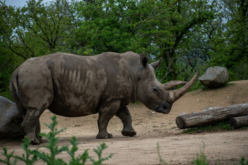 Naklejka premium animaux