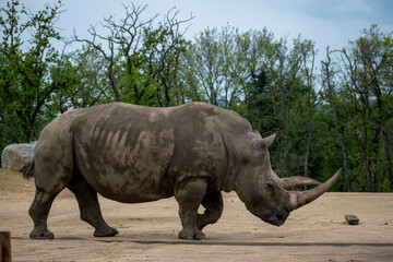 Fototapeta premium anmaux