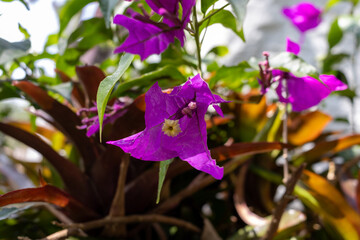 Bougainvillea spectabilis (also known as great bougainvillea)