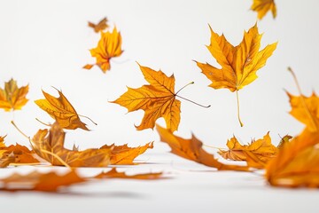 Autumn leaves fly and fall on a white background
