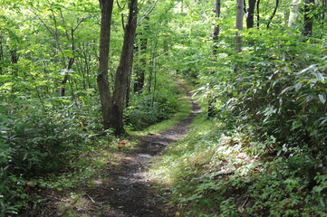 Path through the green forest on a sunny day in summer