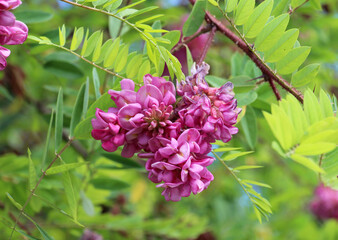 Acacia with pink flowers (Robinia viscosa) blooms in the garden