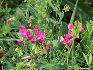 Lathyrus tuberosus grows in the field among the grasses in summer