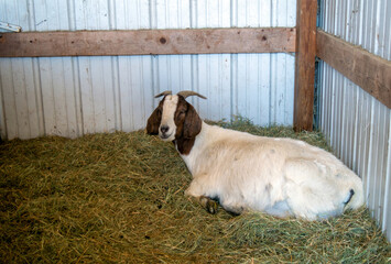 Resting pregnant goat