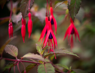 Red Fusia Flowers on a  bush