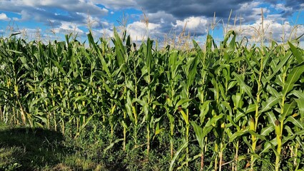 Corn growing in the field, on a sunny summer day.