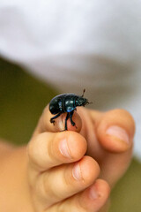 The dogbane beetle is a leaf beetle that is often found in shrubs