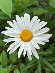 White Daisy Flower in the Garden