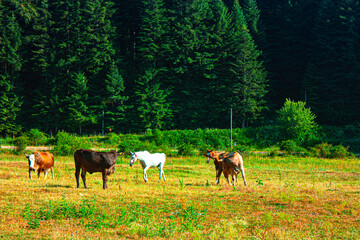 Horses and cows grazing in the forest area in Bolu, Turkey. Photograph.