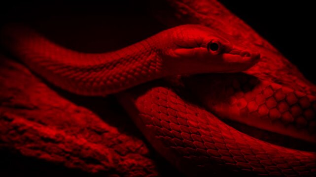 Snake In Terrarium Under Heat Lamp