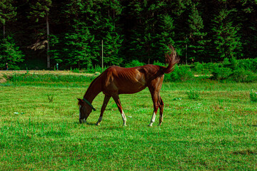 Brown horse grazing in the forest in Bolu, Turkey. Photograph.