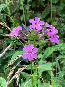 Wild Purple Phlox 