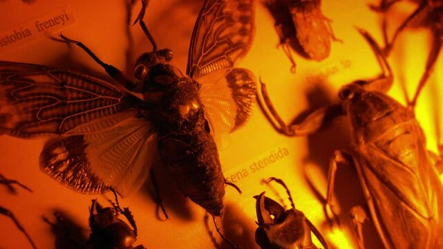 Exotic Insect Display In Firelight 2 Versions