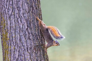 The fox squirrel (Sciurus niger), also known as the eastern fox squirrel or Bryant's fox squirre