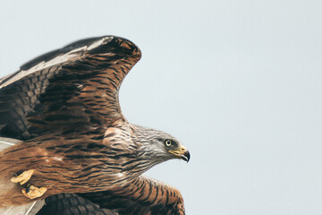 Konzentrierter Rotmilan auf jede Bewegung am Boden