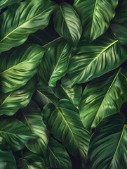 Close-up of lush, vibrant green tropical leaves with detailed veining and texture, layered to create a dense, rich foliage display. Nature's Intricate Design in Vivid Detail