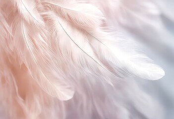 wallpaper texture feather texture animal abstract summer background feather color soft bird pattern feather white pattern angel trends falling falling pastel closeup white wing spring fashion