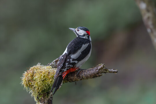 Bundspecht,bird, natur, wild lebende tiere, tier, 