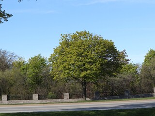 tree in the park