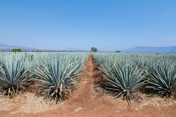 Landscape of agave plants to produce tequila