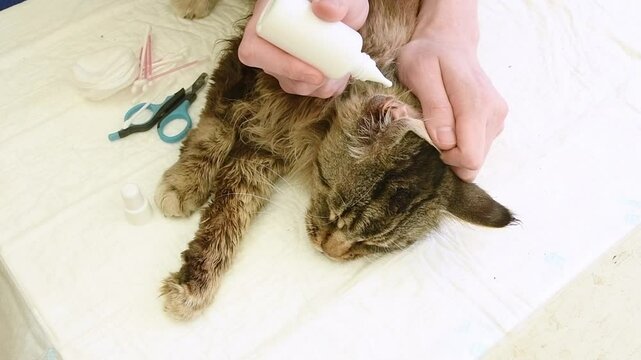 male veterinarian puts drops against ear mites into the ears of a Maine Coon cat, Prevention of diseases in purebred pets, cat doesn't like the procedure and wants to run away,view from above