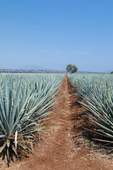 Landscape of agave plants to produce tequila