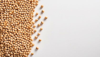 soy beans on border side on plain white background copyspace banner 