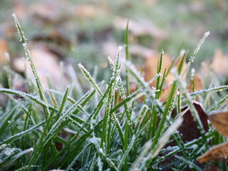Frosty grass and leaves