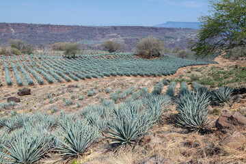 Landscape of agave plants to produce tequila