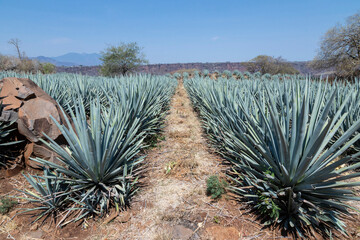 Landscape of agave plants to produce tequila