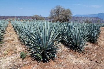 Landscape of agave plants to produce tequila