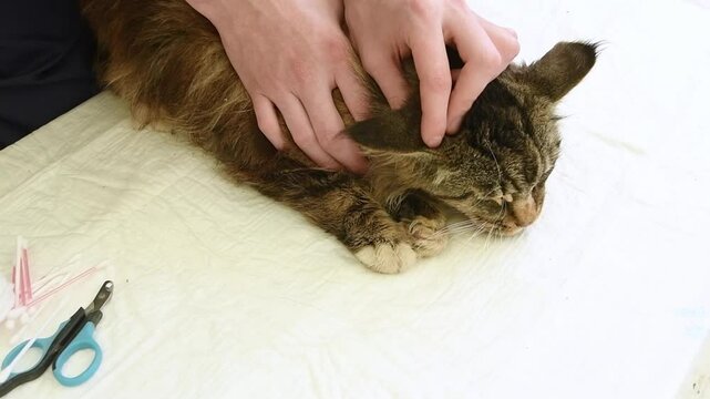 male veterinarian massages the ears of a Maine Coon cat, after instilling drops against ear mites, prevention of diseases in purebred pets, the cat does not like the procedure and runs away, top view