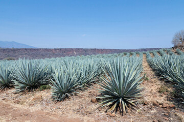 Landscape of agave plants to produce tequila