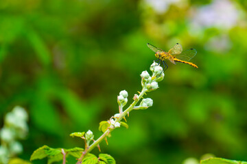 Female Ruddy darter (Sympetrum sanguineum) perched on blackberry flower